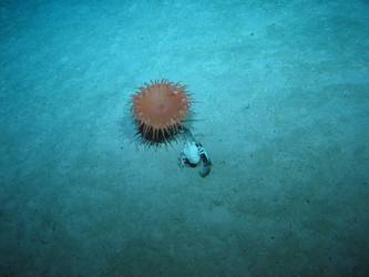 Anemone